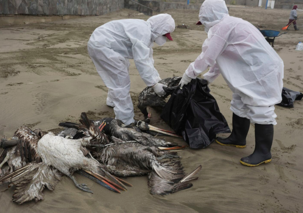 Brozlex - Several Nations are Now Contemplating Vaccination because of Avian Flu Pandemic