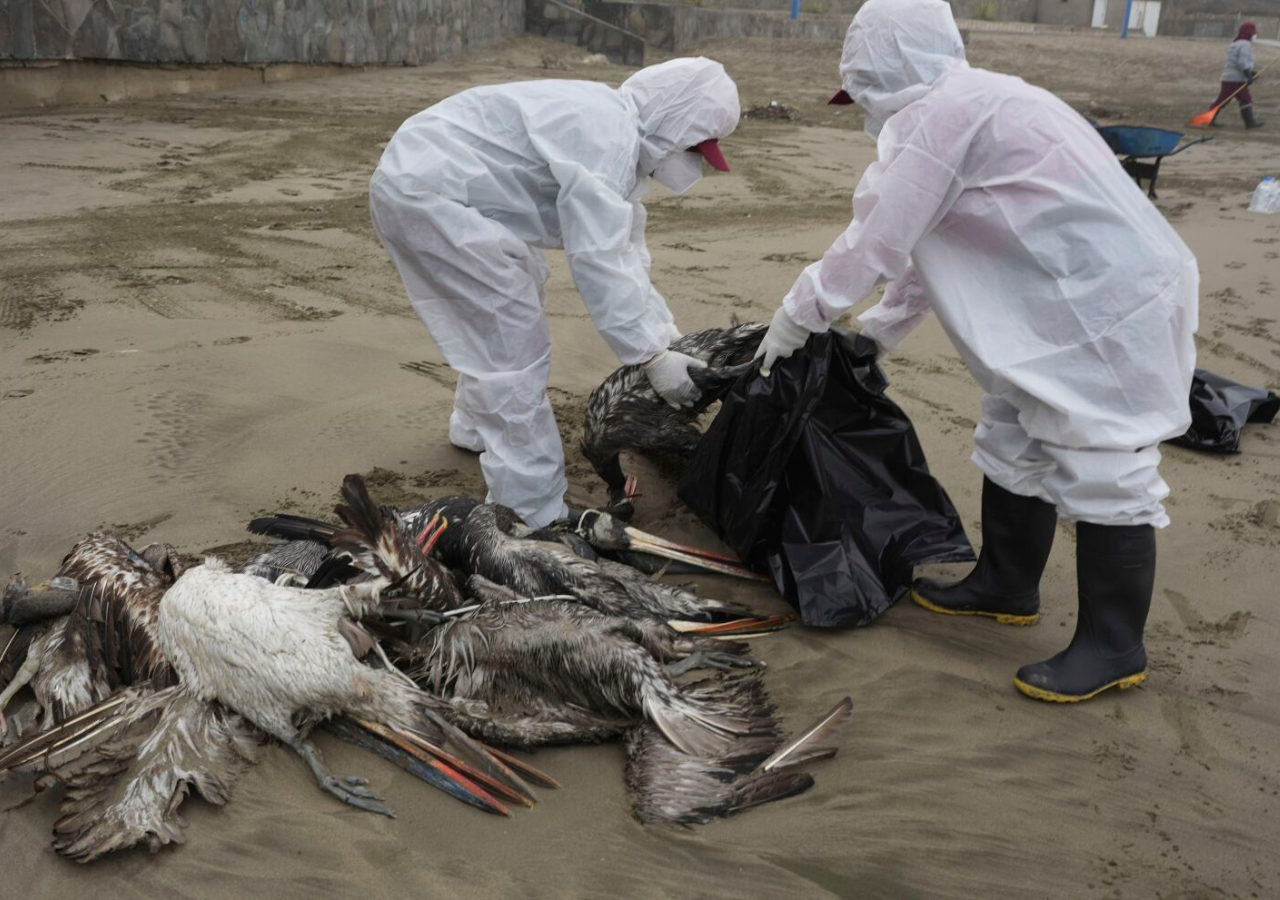 Several Nations are Now Contemplating Vaccination because of Avian Flu Pandemic