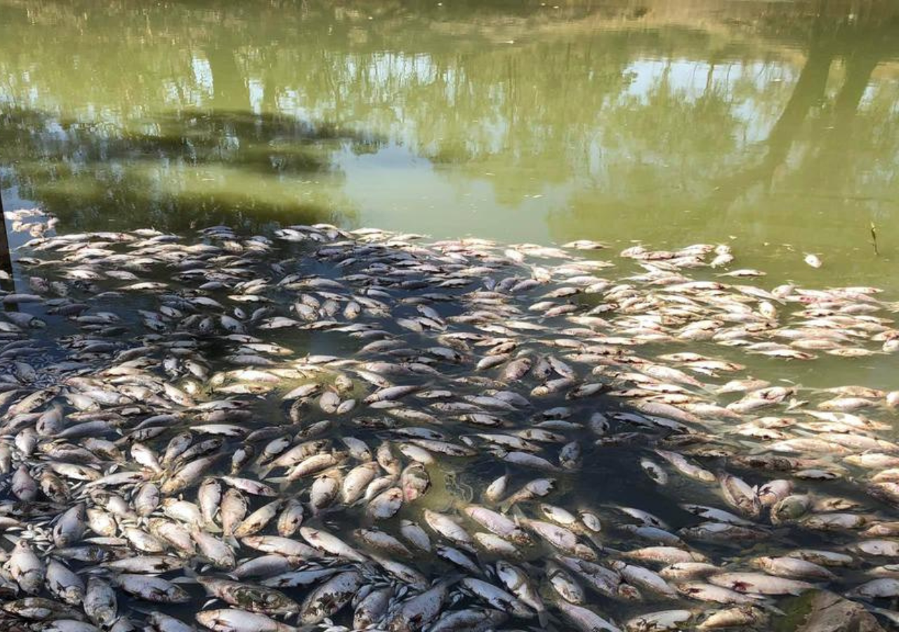 With Australia’s Heat Wave, Millions of Dead Fish Wash Up on the Shore