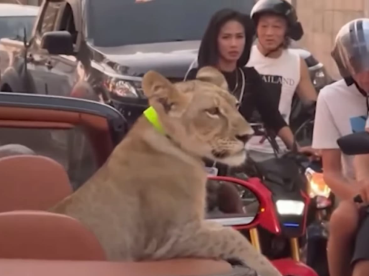 Legal Storm Erupts Over Thai Bentley Lion