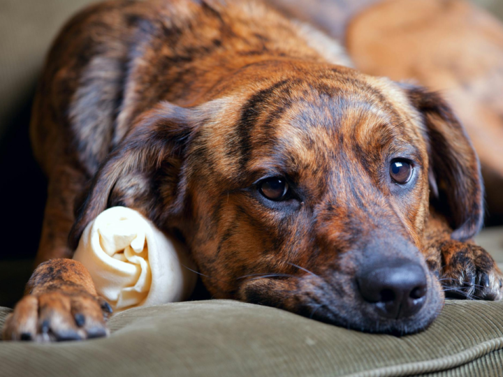 Decoding Signs of Canine Depression and What to Do