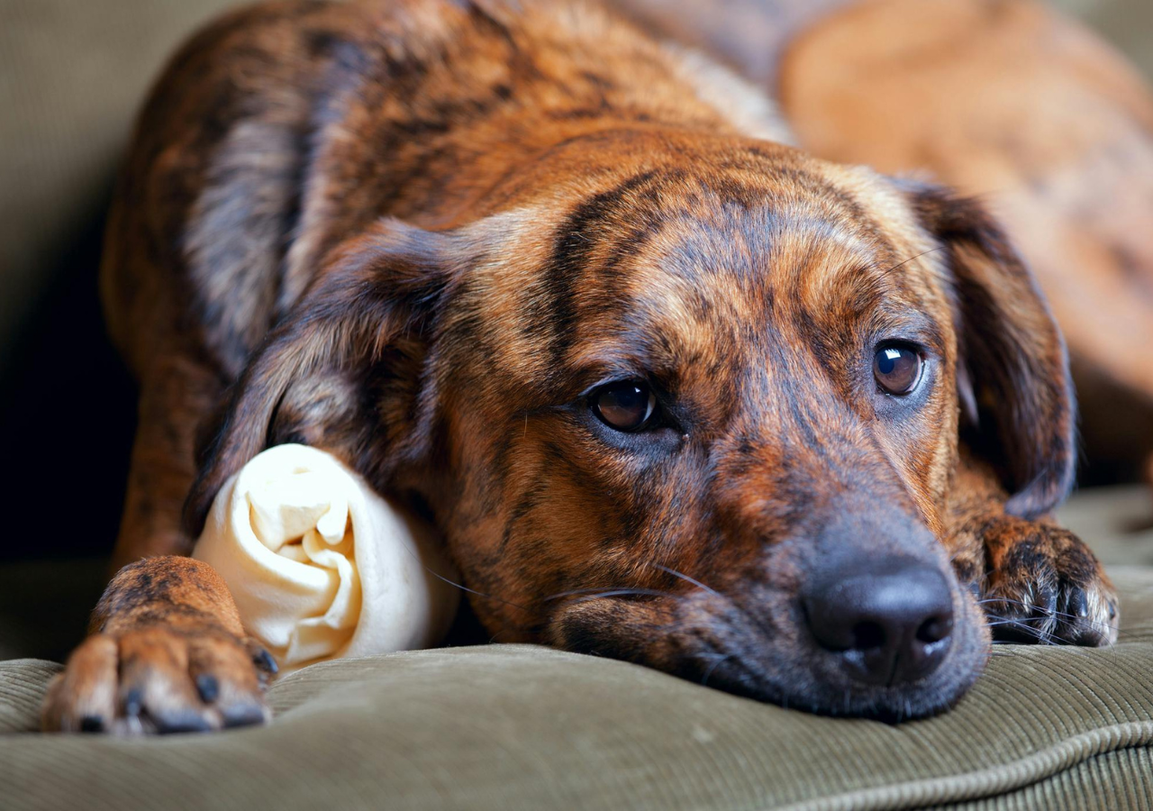 Decoding Signs of Canine Depression and What to Do