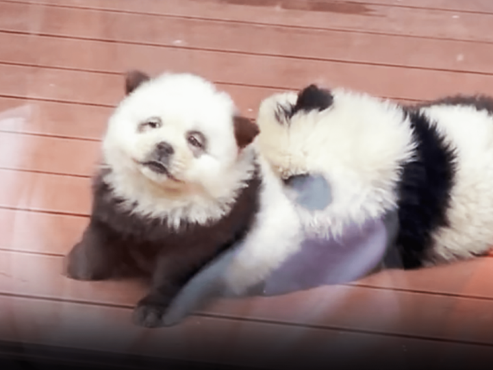 Examining the Dark Reality of Dyeing Dogs in Chinese Zoos