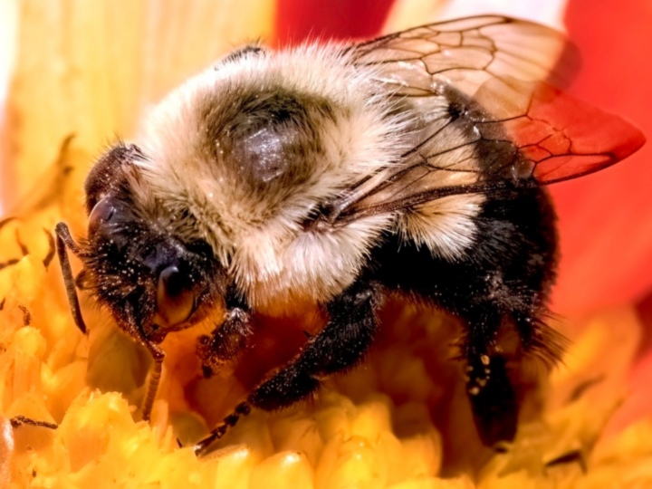 Can Bumblebee Queens Really Live Underwater?